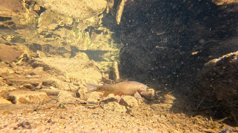A tan, spotted Rio Grande cutthroat trout swims in a river with tan stone banks and river bottom