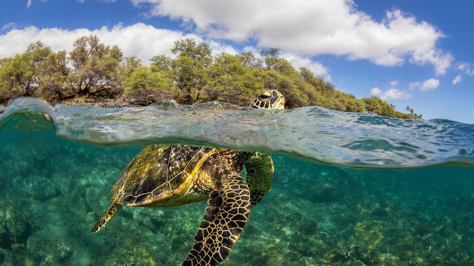 A green sea turtle at the surface with mangroves in the background