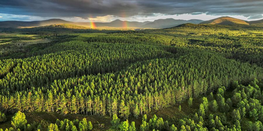 An aerial view of the Abernathy Forest with the Cairngorm Mountains in the background with a rainbow and dark clouds