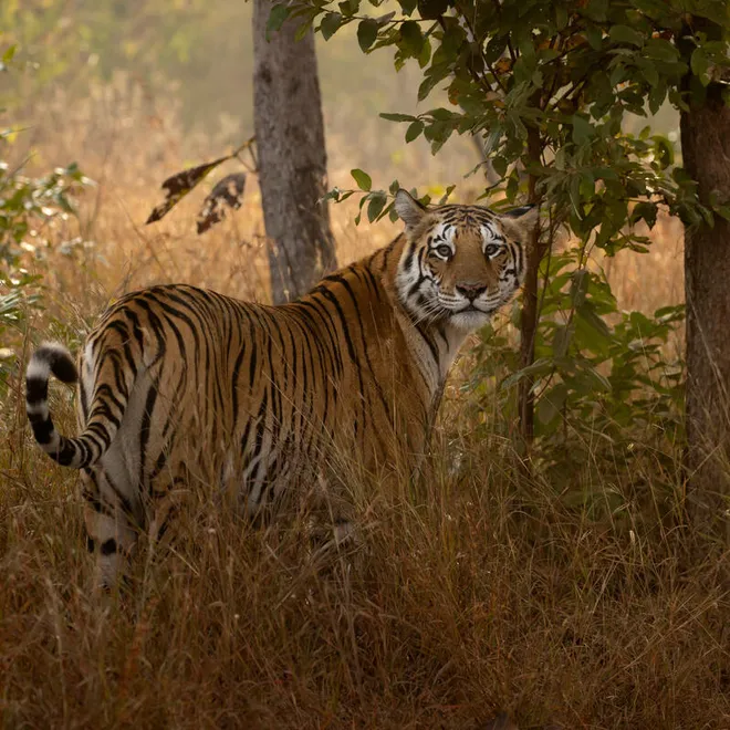 A tiger stands among tall, brown grasses and trees with her right side fully across the frame looking at the camera