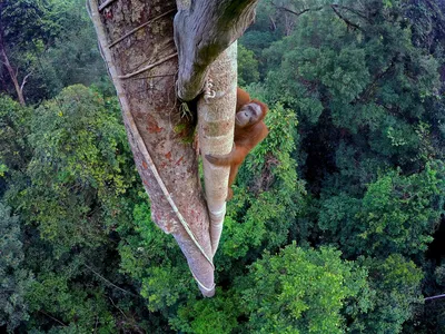 An orangutan climbs and looks up toward the camera inside Gunung Palung National Park, Borneo, Indonesia
