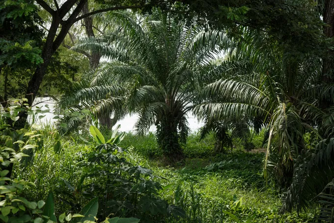 A palm oil tree surrounded by other species of trees and grasses