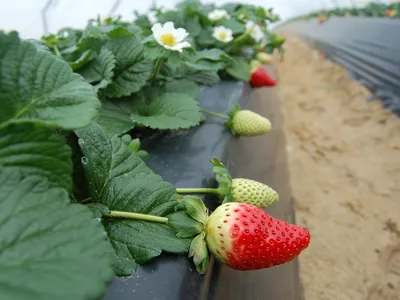 A close up of a red strawberry growing in a long row of plants in a greenhouse