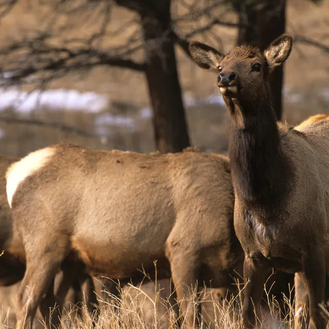 Herd of North American Elk in Rocky Mountain National Park