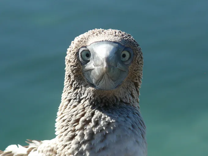 A blue-footed boobyt with gray and white feathers looks directly at the camera with the ocean in the background