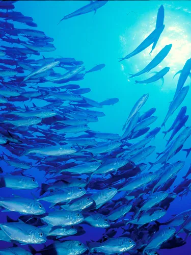 Large school of bigeye trevally languidly swimming in a circle underwater.