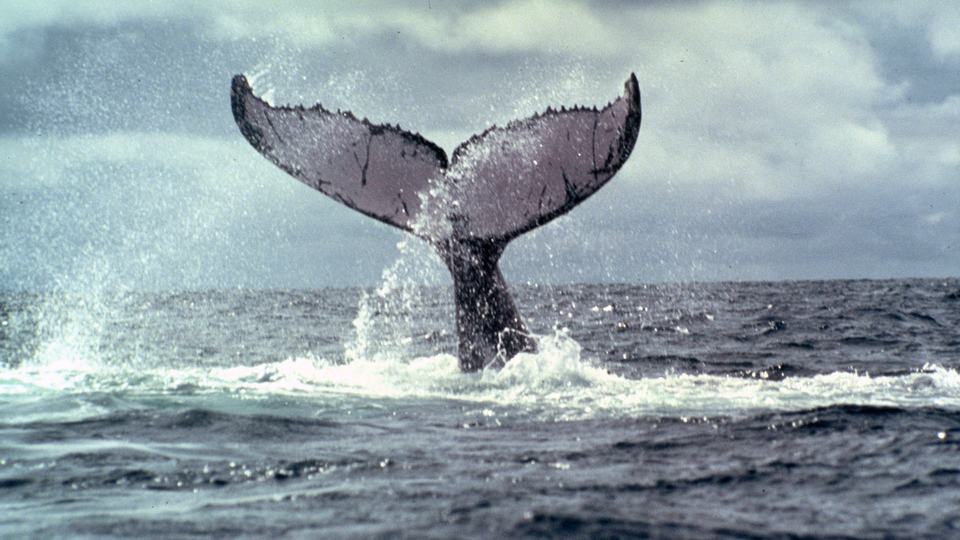 A whale's tail sticks out of the water