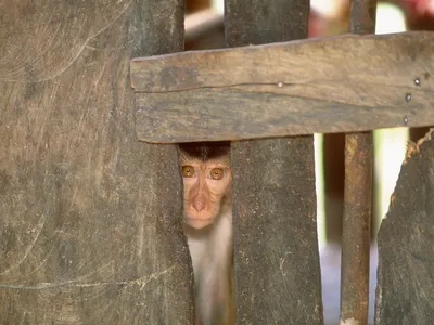 A macaque monkey looks out between wooden slats of a cage.