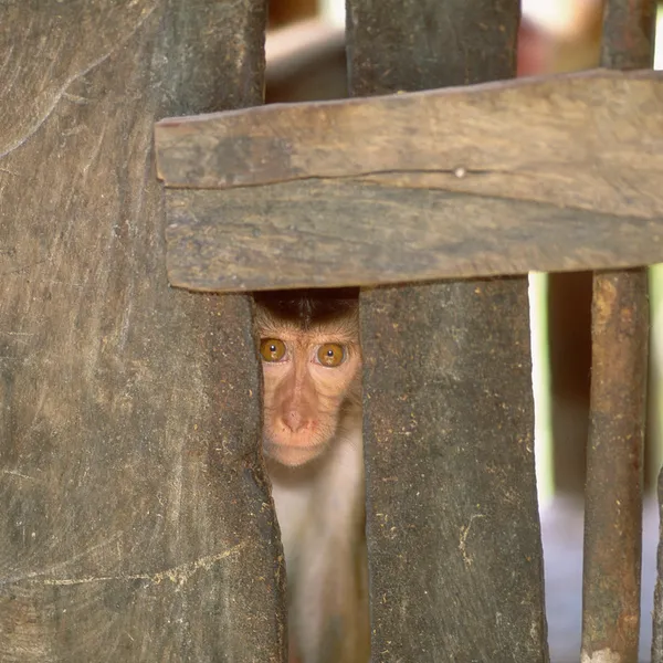 A macaque monkey looks out between wooden slats of a cage.