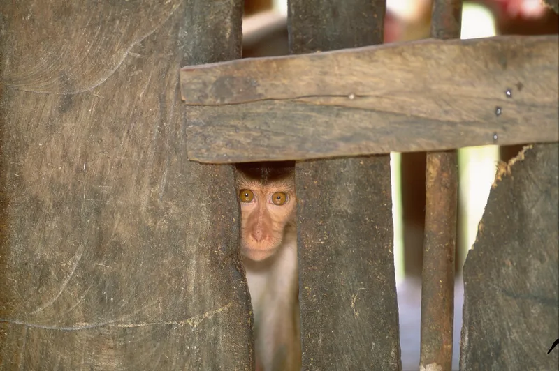 A macaque monkey looks out between wooden slats of a cage.