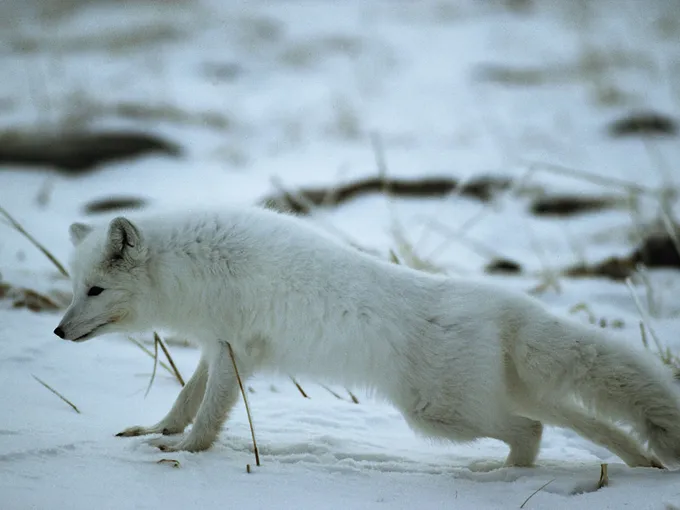 A white winter-coated Arctic fox walks through snow in Churchill, Manitoba, Canada