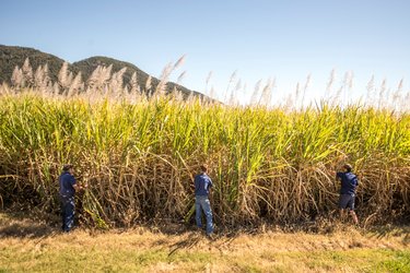 Three people wearing blue stand equidistance apart harvesting tall, green sugarcane on a bright day
