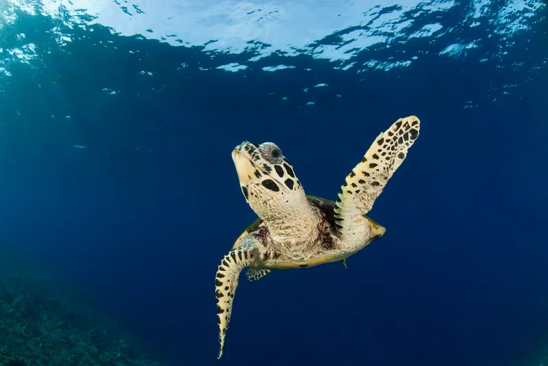 A hawksbill turtle with a beige and spotted underside swims through blue waters near the surface