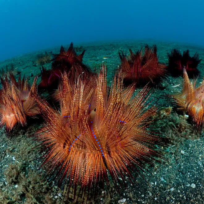 Underwater view of several sea urchins on the sandy bottom of the Lembeh Strait off the coast of Indonesia