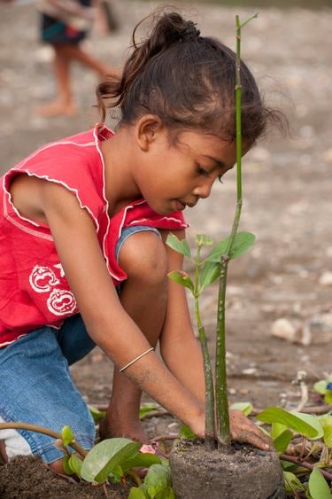 A kneeling girl plants a mangrove seedling