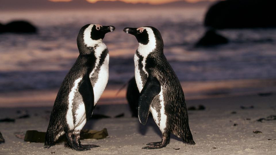 Penguins face one another on a beach at sunrise