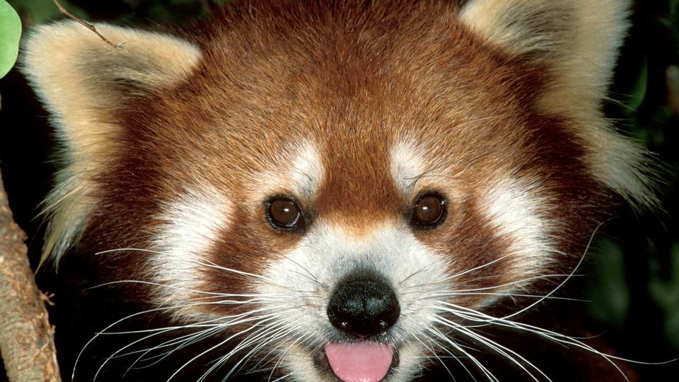 Close up of a red panda's russet and white face with its mouth open and pink tongue showing