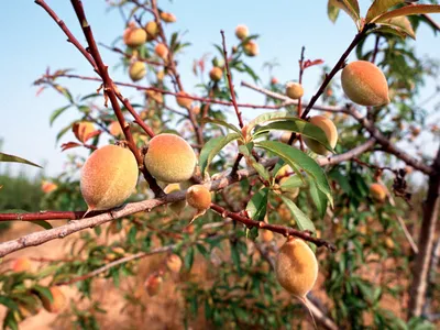 A close up of a small peach tree covered in greenish orange fruit with a blue sky in the background