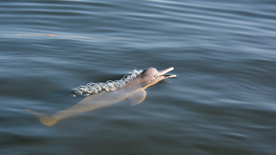 An Amazon River dolphin swims with its head just above dark waters with a trail of bubbles in its wake