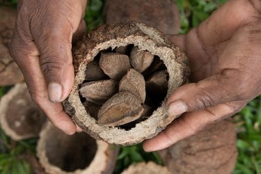 Close up of hands holding a container with Brazil nuts inside