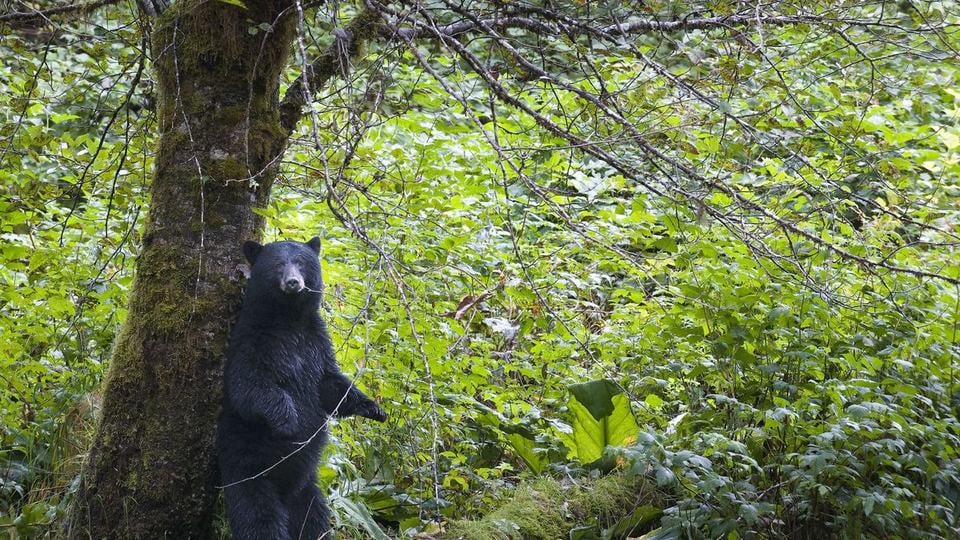 An American black bear stands on its hind legs and leans against a tree in a dark green forest