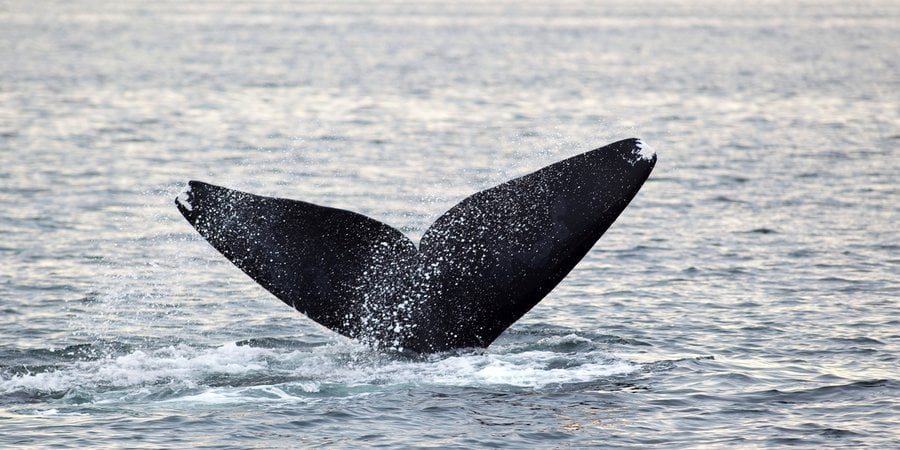 The dark fluke of the North Atlantic right whale just before it slips beneath the surface of the ocean