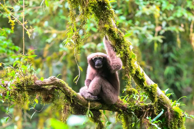 A fuzzy brown monkey in a tree