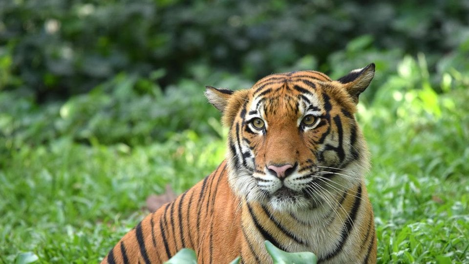 Malay Tiger