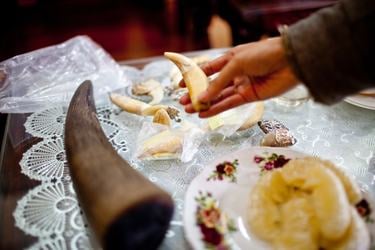 A rhino horn and tiger teeth laid out on a table with a hand presenting a tiger tooth.