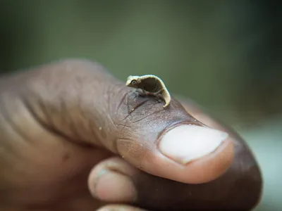 Close up of a Madagascar dwarf chameleon (Brookesia micra) or the world smallest chameleon. The tiny chamelon sits on a dark-skinned person's hand and is smaller than their thumbnail.