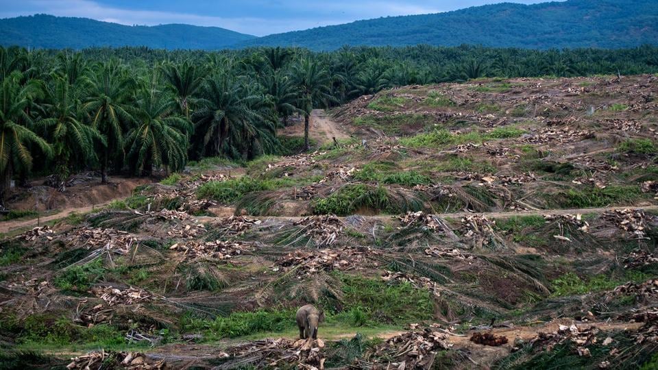 A elephant walks through an oil palm plantation and eat the trunks of felled trees.