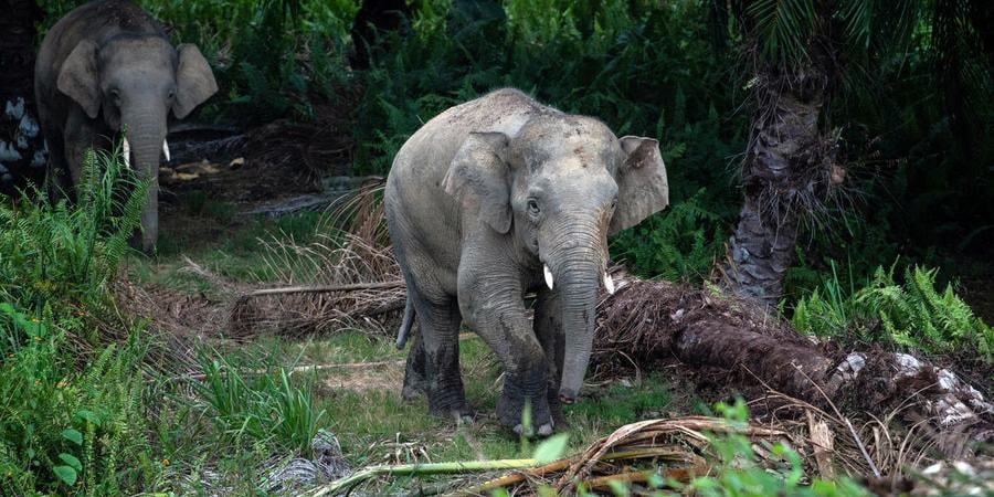 Two elephants emerge from trees