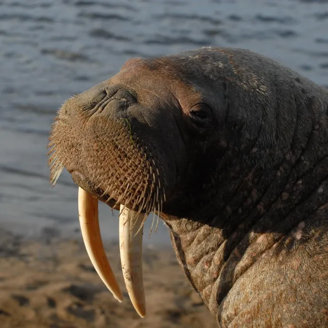 A close-up of a Pacific walrus on shore near the sea