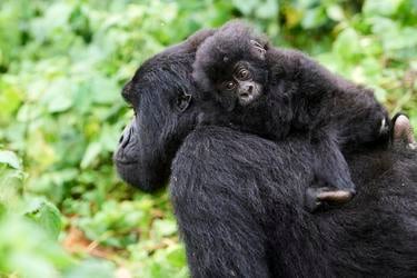 A female mountain gorilla carries a baby on her back, with the baby looking at the camera