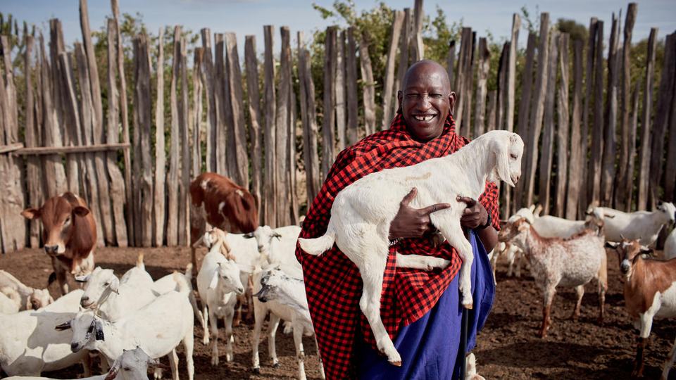 Joseph, a Maasai pastoralist in a red and blue garment, holds up a goat with other livestock and a tall fence in the background