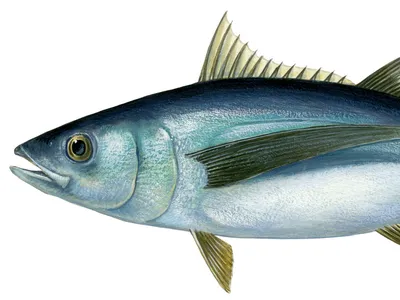 Illustration of an albacore tuna