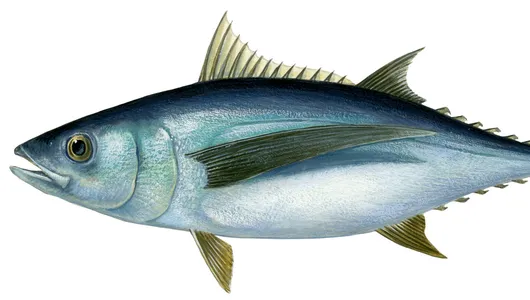 Illustration of an albacore tuna