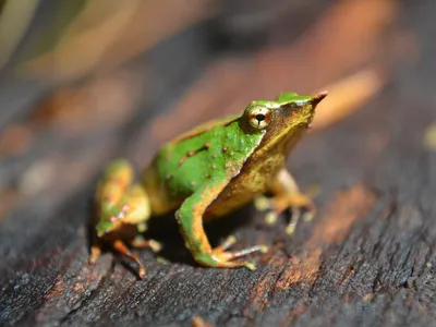 A green and gold Darwin's frog sits perched on tree bark