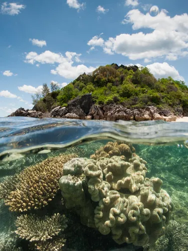 Split level photograph of coral reefs underwater and island in the background.