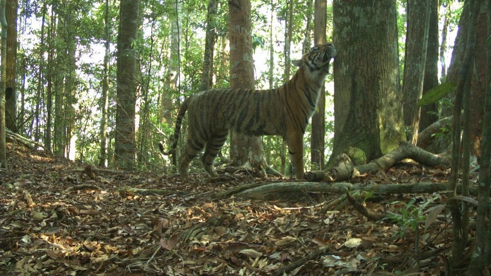 A tiger rubs its face on a tree in the forest in Sumatra