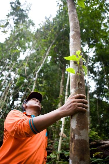 A person touching a tree looking up