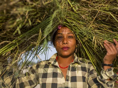 Sakuntala Rana carries a huge ball of hay on her head in Nepal