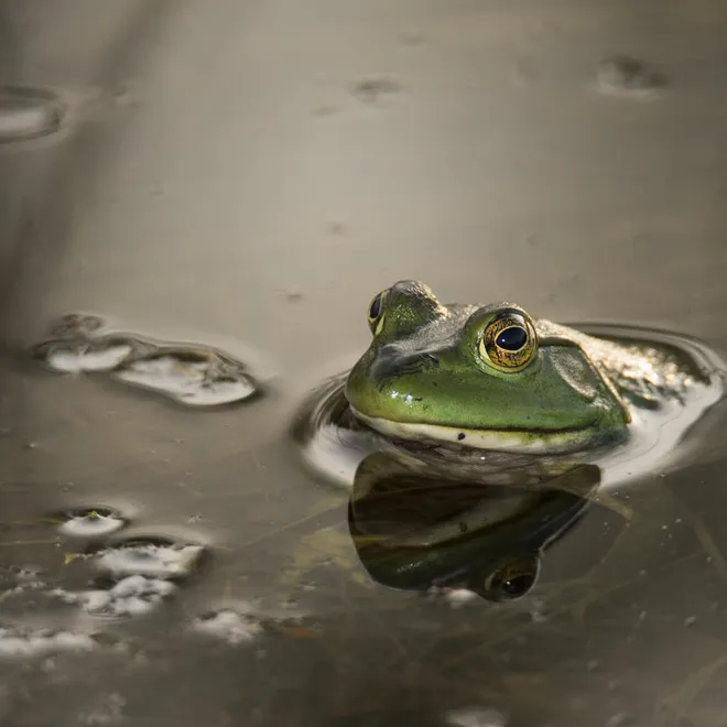 A close-up of a bright green American bullfrog poking its head out of silvery gray water
