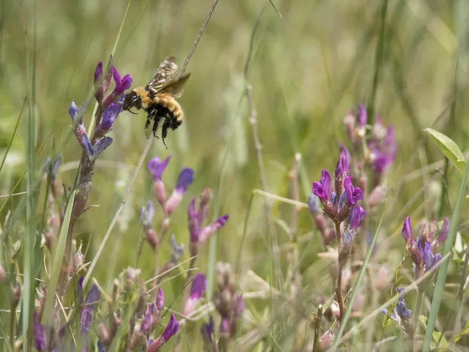 How Healthy Bee Populations Support Human Health | World Wildlife Fund