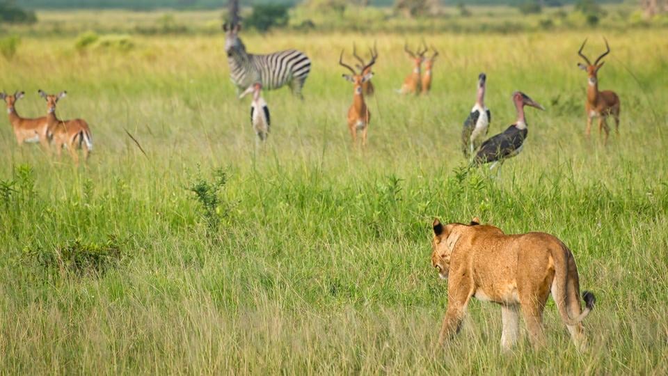 A lioness seen stalking toward an array of wildlife, including zebras, moving through tall green grasses