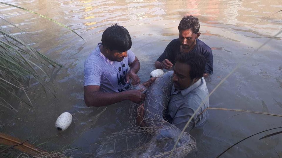Two people rescue an Indus River dolphin from a net for safe release