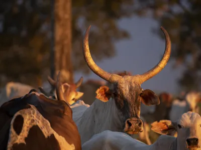 Cattle herd with large horns
