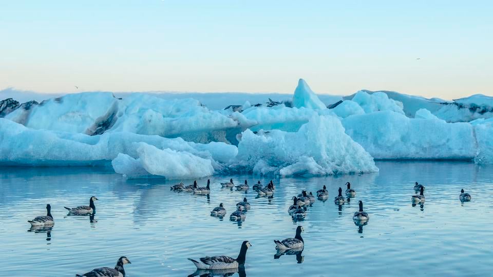 Arctic brants float near ice