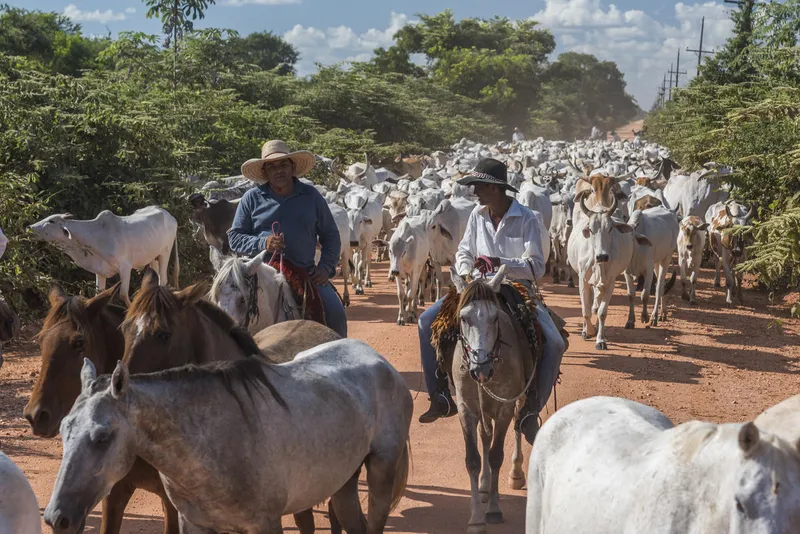 Pantaneiros, local cowboys, herding cattle on Transpantaneira highway MT-60, Pantanal.