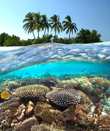 A photo above and below the surface of the water, showing coral and tropical palms